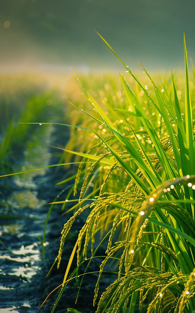 Integrated solution for the full industry chain of rice mulching film