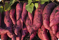 Sweet Potato mulch film
