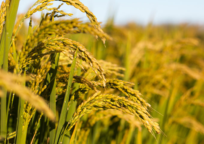 Ruian Group X Heilongjiang Bayi Agricultural University