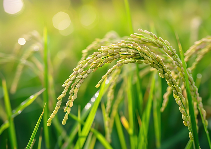 Ruian Group X Beidahuang Group