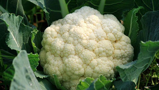 Cauliflower mulch film