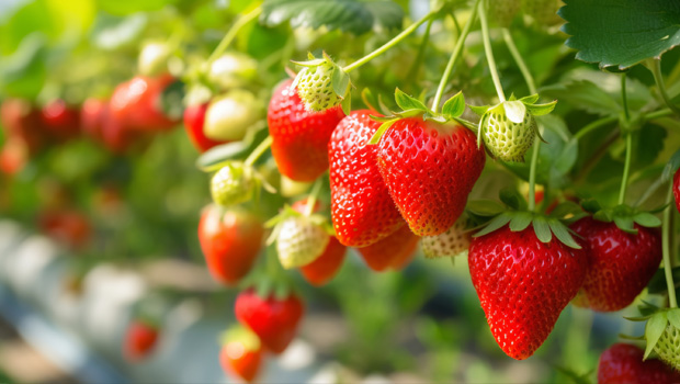 Strawberry mulch film