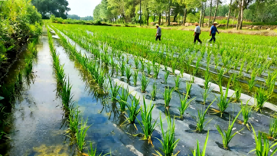 Environmentally Friendly Mulch Film Service