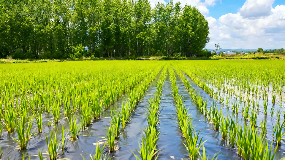 Industrialization Demonstration Base